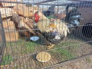 Ozzie the rooster needs your help Donation details